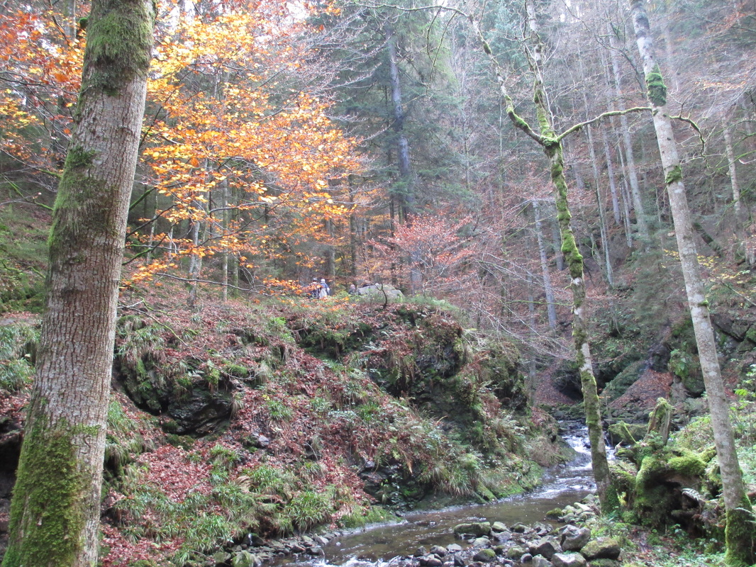 Black Forest Walk In Woods