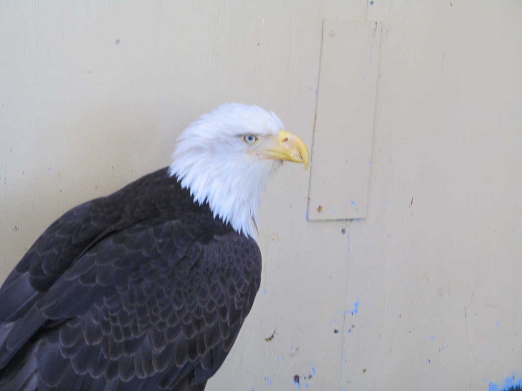 Rescued Bald Eagle