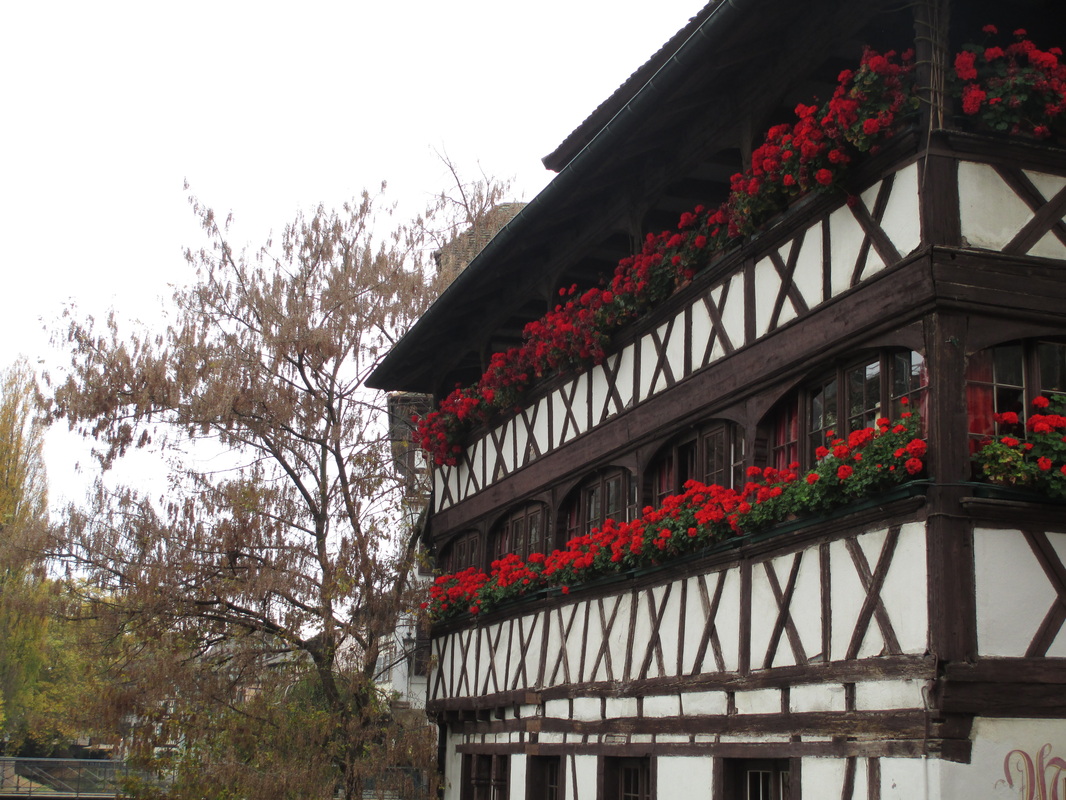 Half Timbered House With Geraniums 