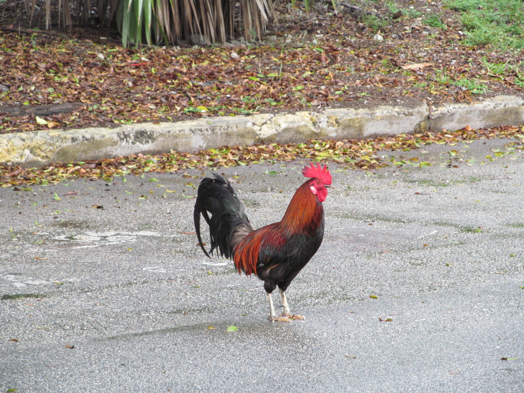 Rooster in Key West