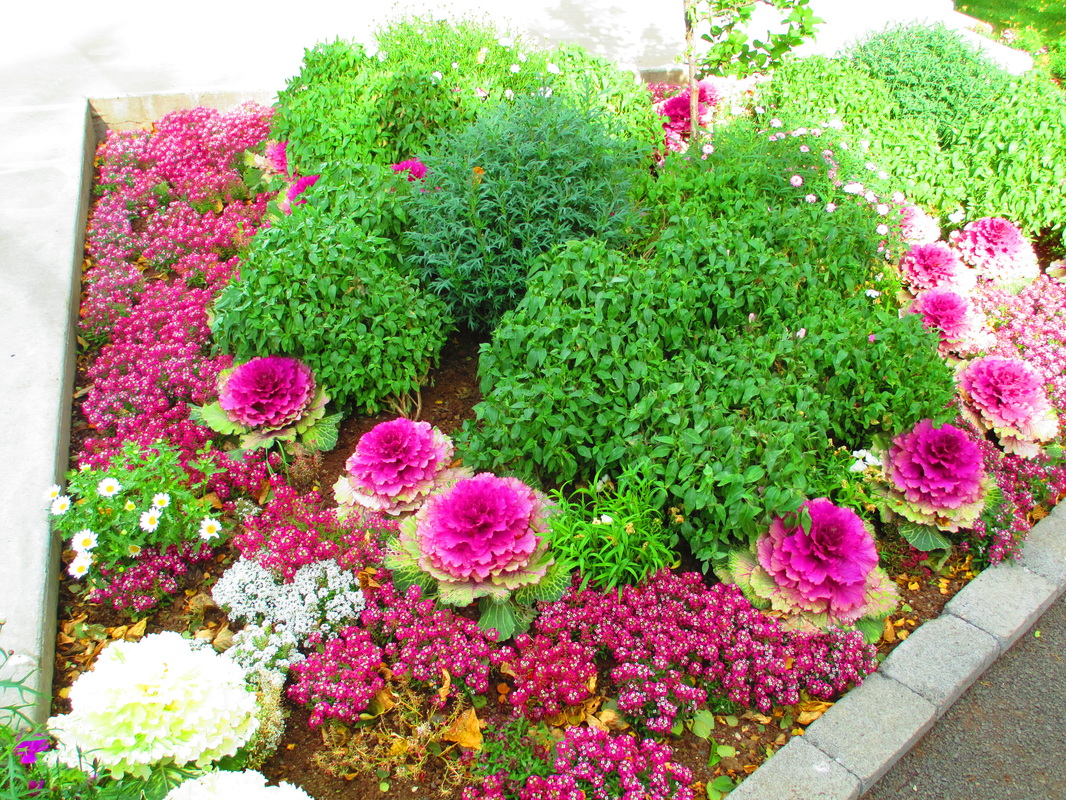 Colorful flowers in gardens
