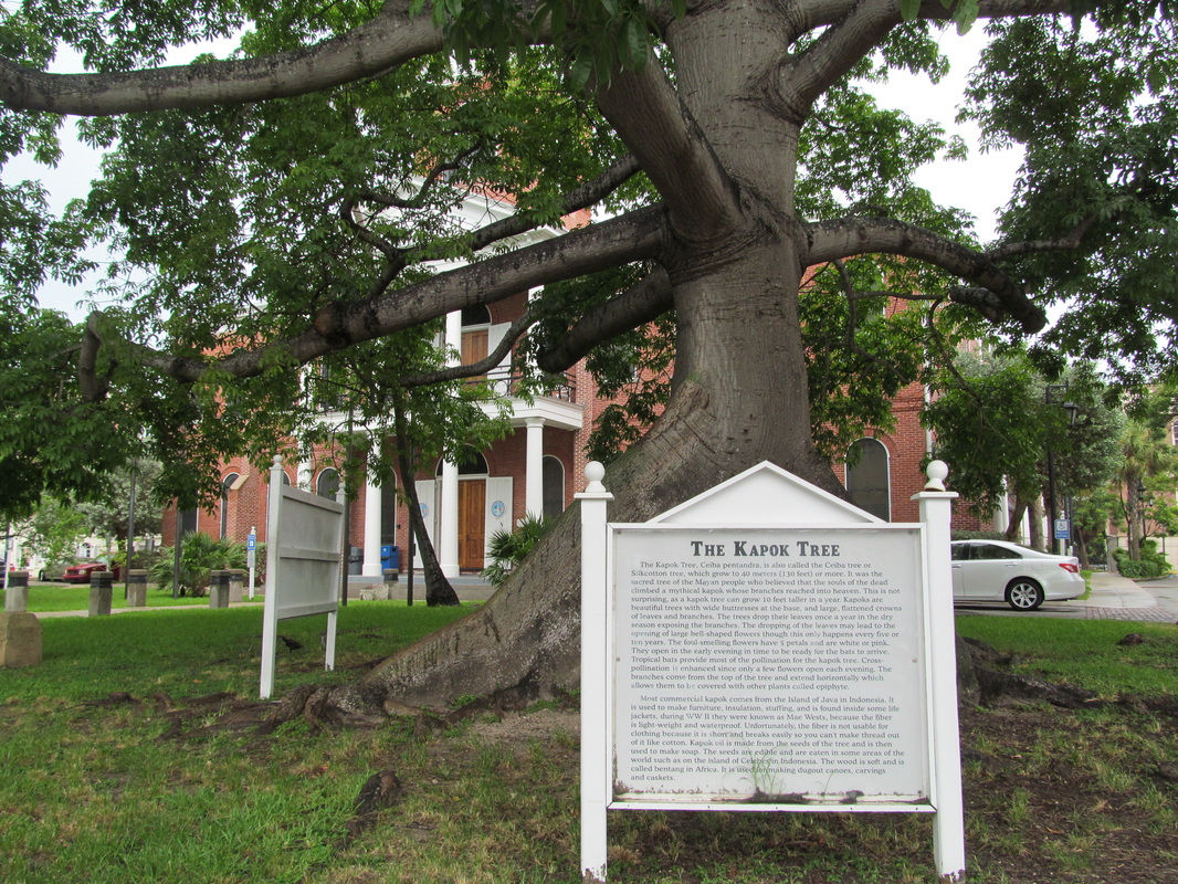 Tree and Courthouse