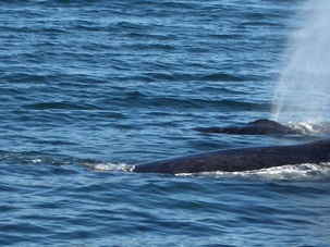 Alaska Whale Spotted From Boat
