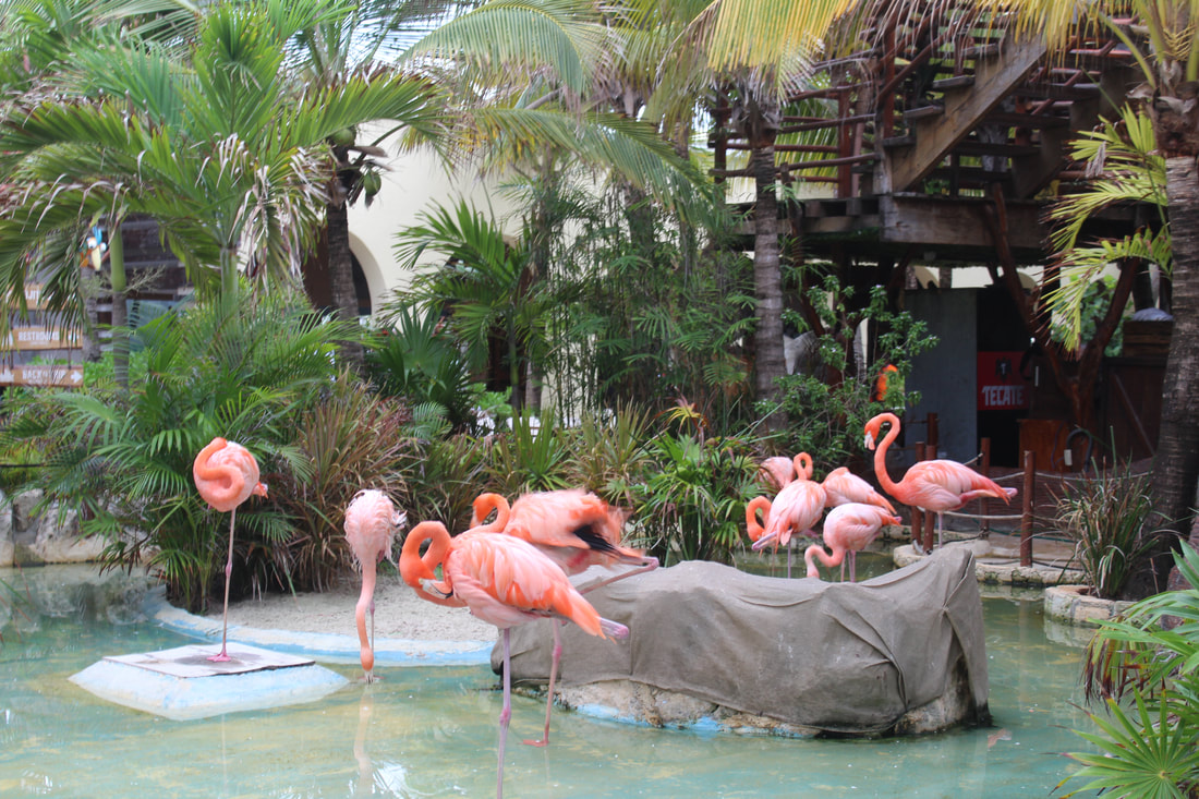 Costa Maya Flamingos