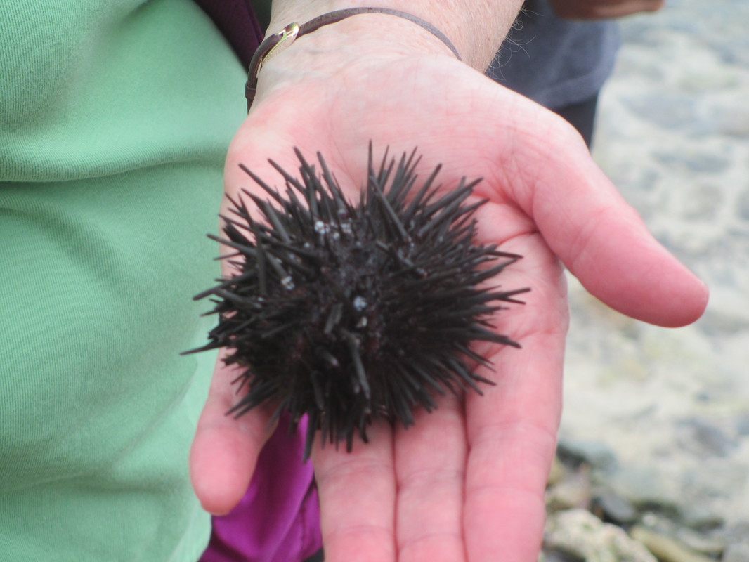 Black Sea Urchin