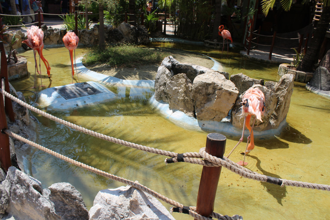 Costa Maya Flamingos