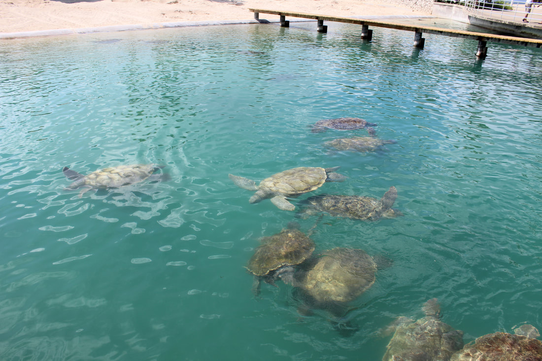 Grand Cayman Turtle Centre