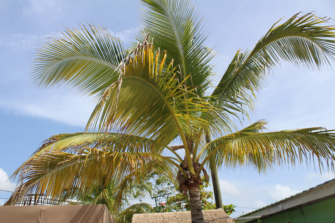 Palm Tree in Roatan